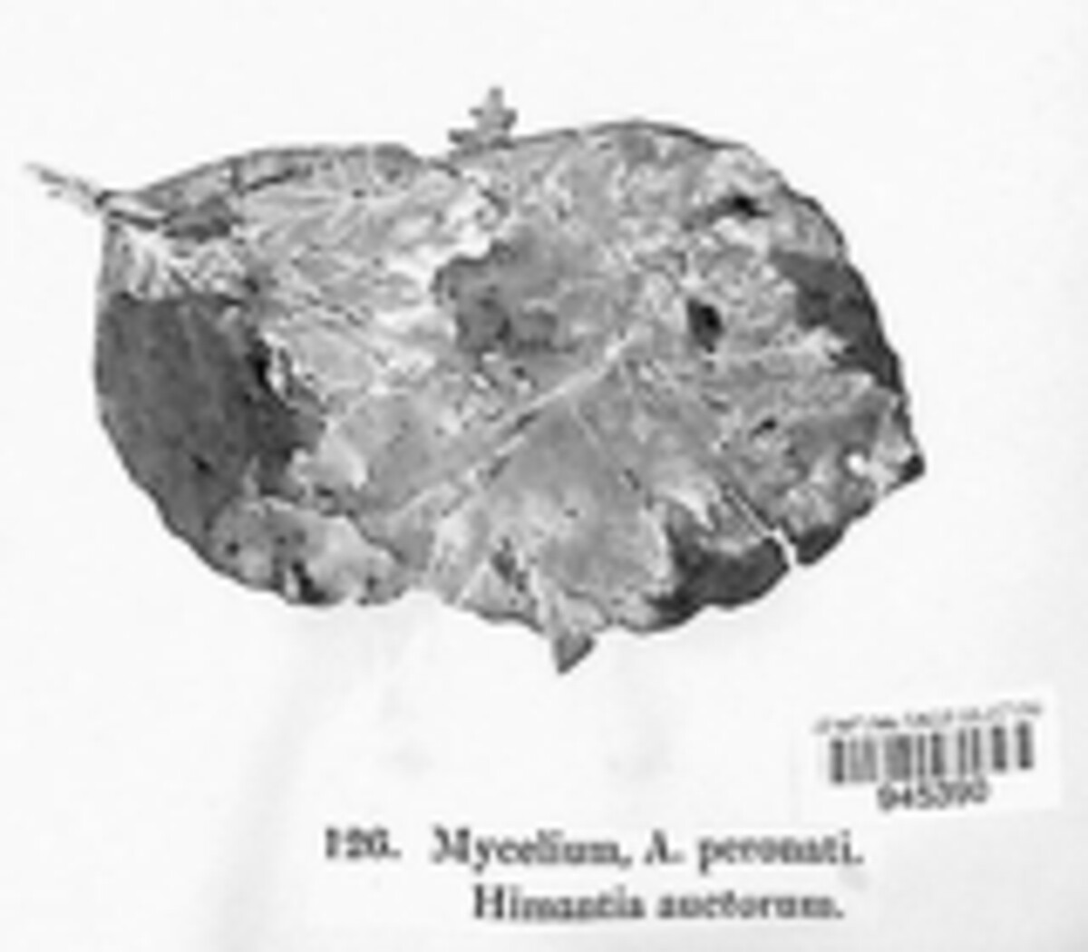Agaricus augustus image